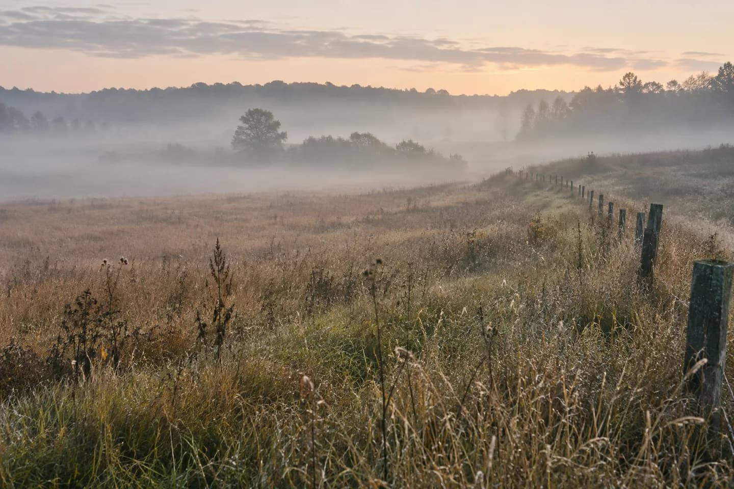 An imagined autumn field disappearing into pale morning fog