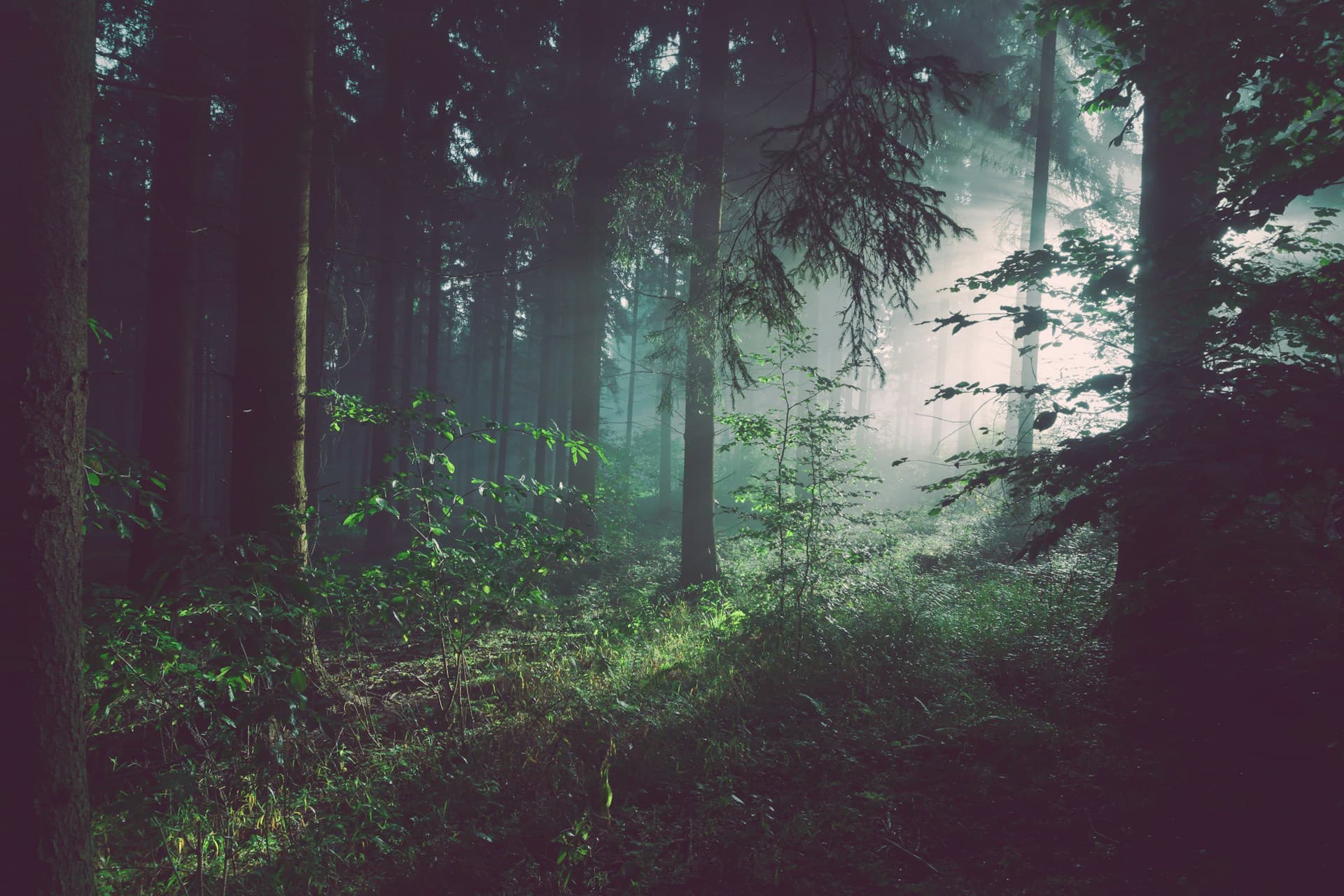 Sunlight falling through a quiet woodland