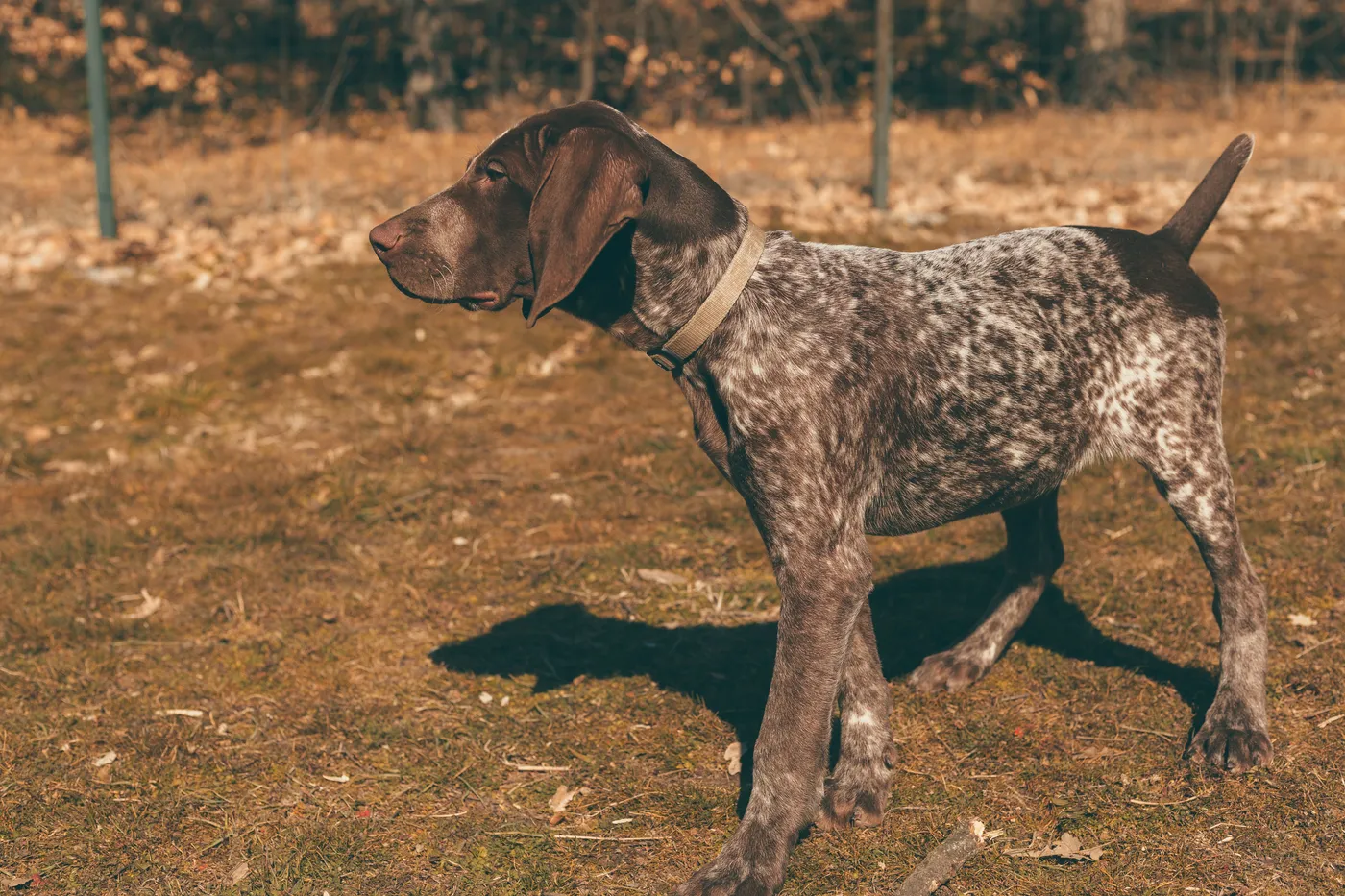 A German shorthaired pointer standing in autumn grass